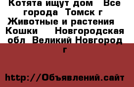 Котята ищут дом - Все города, Томск г. Животные и растения » Кошки   . Новгородская обл.,Великий Новгород г.